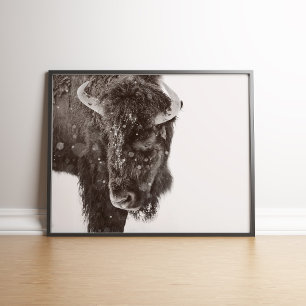 Snow-dusted American Bison Poster