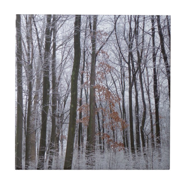 Snow Dusted Forest Winter Landscape Photography Tile (Front)