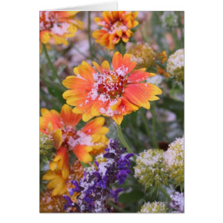 Snow-dusted gaillardia