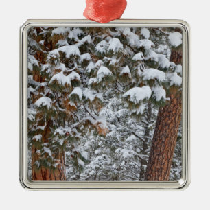 Snow fills the boughs of ponderosa pine trees metal ornament