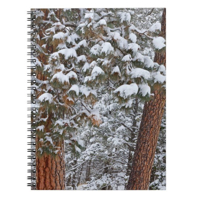 Snow fills the boughs of ponderosa pine trees notebook (Front)