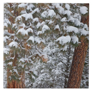 Snow fills the boughs of ponderosa pine trees tile
