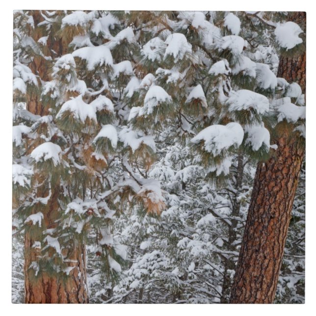 Snow fills the boughs of ponderosa pine trees tile (Front)