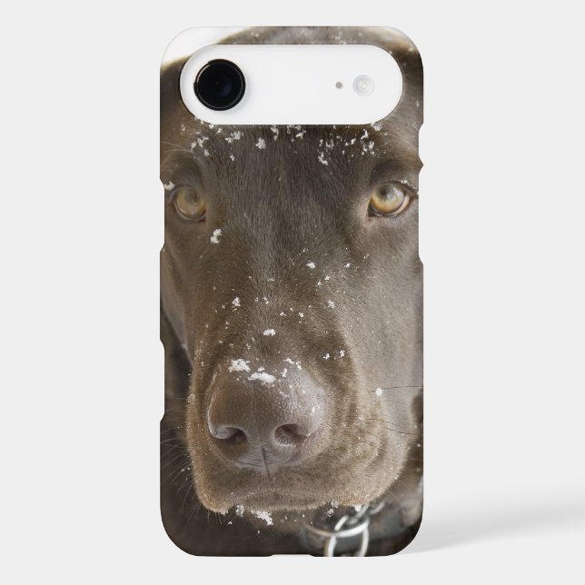 Snow Flake Covered Chocolate Lab Photo Close Up (Back)