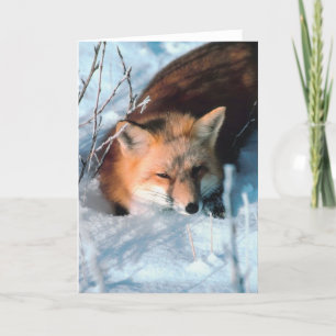 Snow Fox Holiday Card