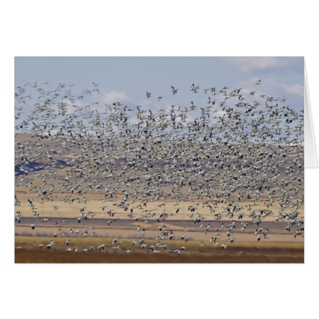 Snow geese during spring migration (Front Horizontal)