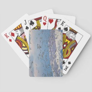 Snow geese during spring migration 2 playing cards