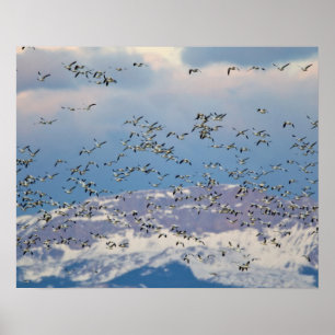 Snow geese during spring migration 2 poster