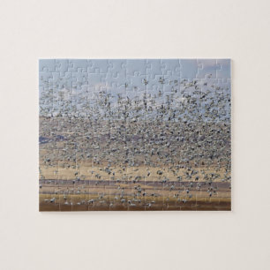 Snow geese during spring migration jigsaw puzzle
