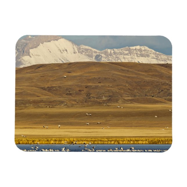 Snow geese during spring migration magnet (Horizontal)