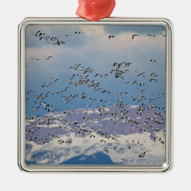 Snow geese during spring migration metal ornament (Front)