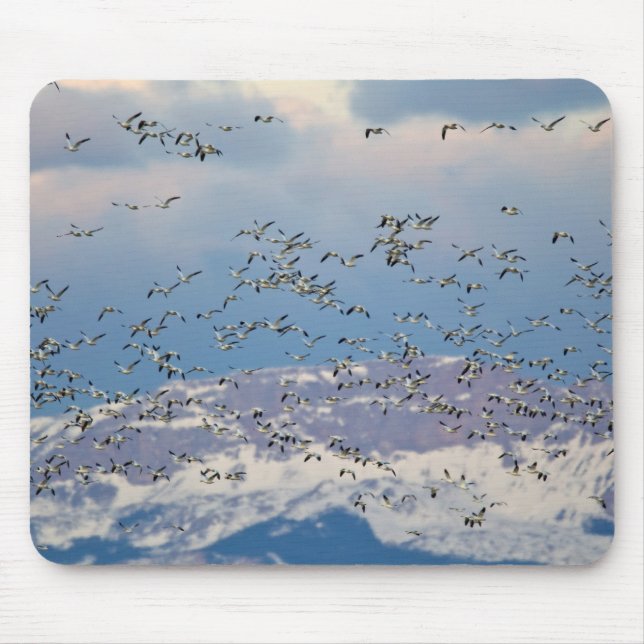 Snow geese during spring migration mouse pad (Front)