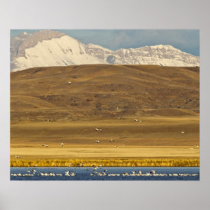Snow geese during spring migration poster