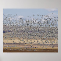 Snow geese during spring migration