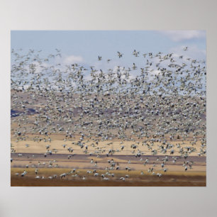 Snow geese during spring migration poster