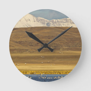 Snow geese during spring migration round clock