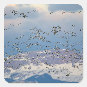 Snow geese during spring migration square sticker