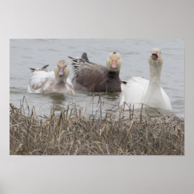  Snow Geese Poster (Front)
