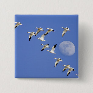 Snow geese take flight at Freezeout Lake NWR 2 Inch Square Button