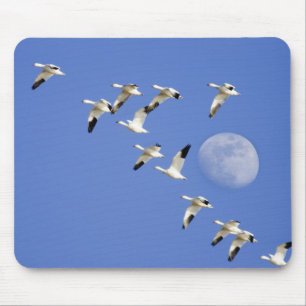 Snow geese take flight at Freezeout Lake NWR Mouse Pad