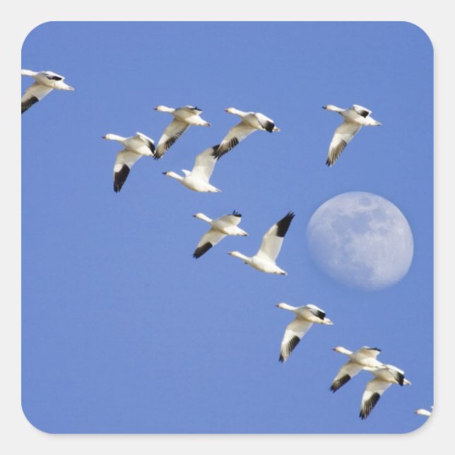 Snow geese take flight at Freezeout Lake NWR Square Sticker (Front)