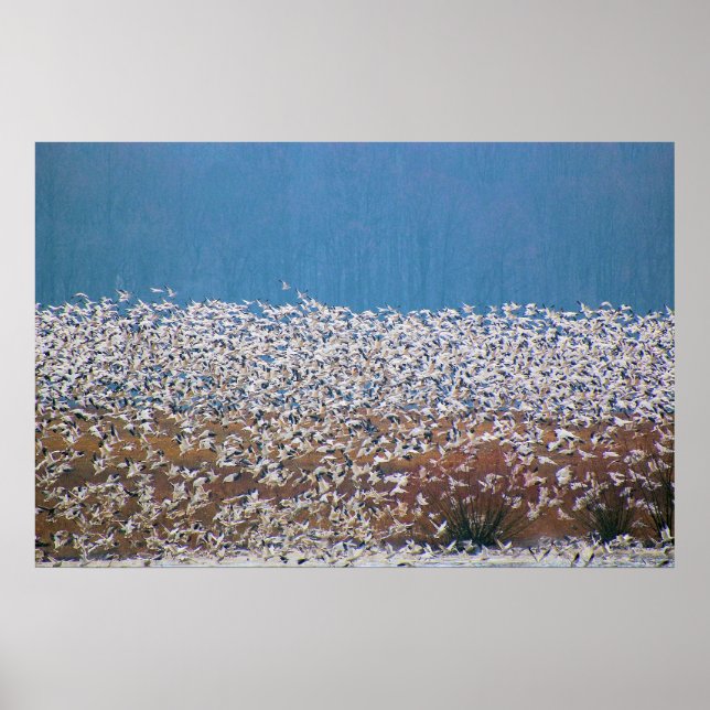 Snow Geese Take Flight! Poster (Front)