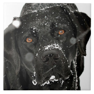 Snow Globe - Snow Dog - Black Labrador Tile