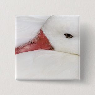 Snow Goose Chen caerulescens 2 Inch Square Button