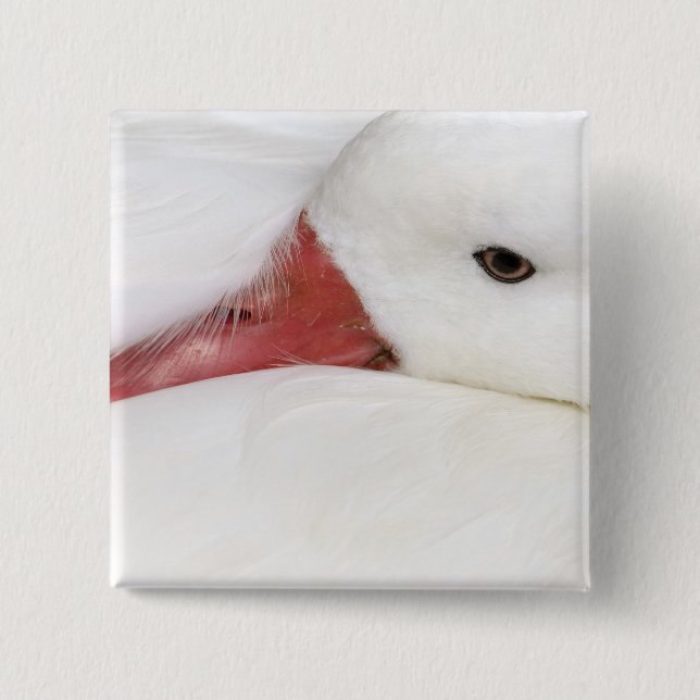 Snow Goose Chen caerulescens 2 Inch Square Button (Front)