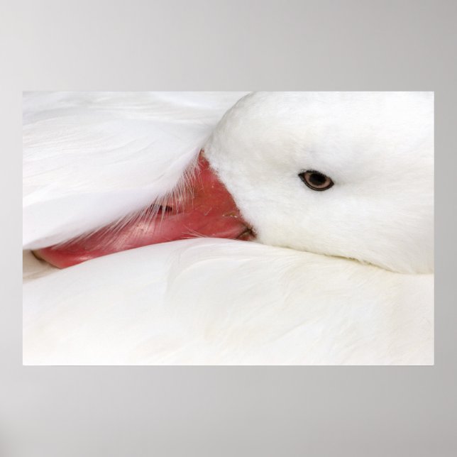 Snow Goose Chen caerulescens Poster (Front)