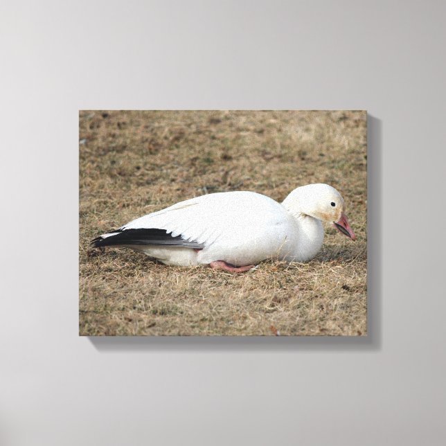 Snow Goose Wrapped Canvas (Front)
