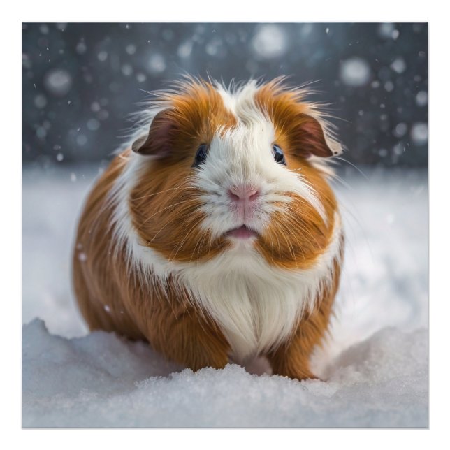 Snow Guinea Pig Photo Print (Front)