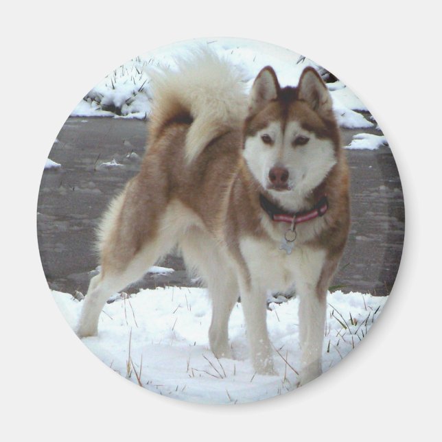 Snow Husky Magnet (Front)