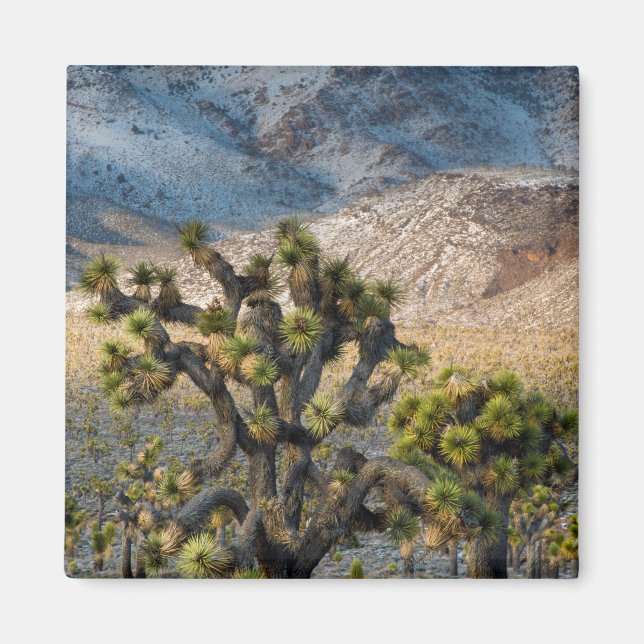 Snow In Death Valley Magnet (Front)