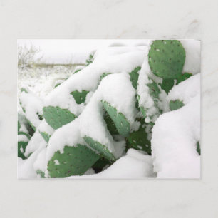 Snow in the Desert Postcard