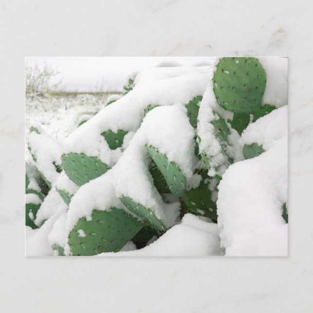 Snow in the Desert Postcard (Front)