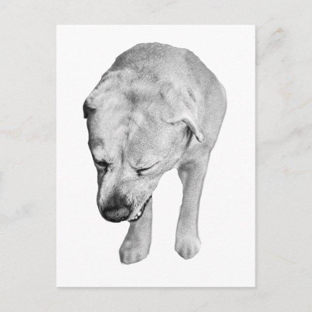 Snow-Kissed Hello from a Shaded Lab Postcard (Front)