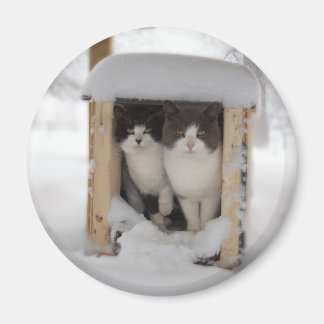 Snow Kittens Magnet