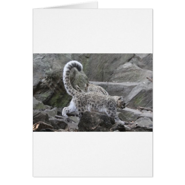 snow leaopard (Front)