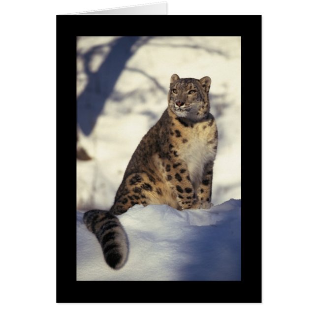 Snow Leopard (Front)