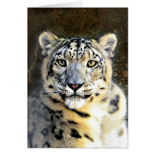 Snow Leopard