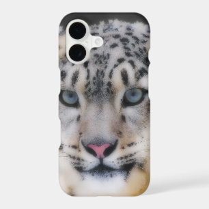 Snow Leopard