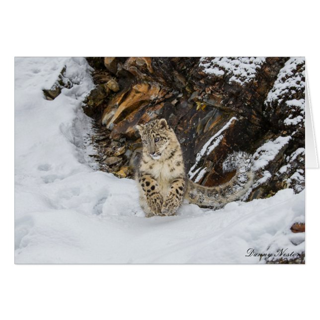 Snow Leopard (Front Horizontal)