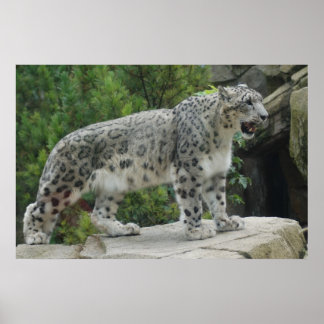Snow Leopard 2 Poster