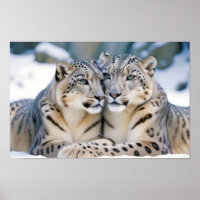 Snow Leopard Animal Nature Wildlife Affection Love