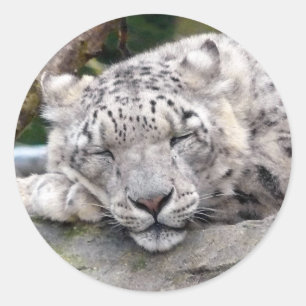 Snow Leopard - beautiful! Classic Round Sticker
