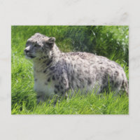 Snow Leopard Beautiful Photography
