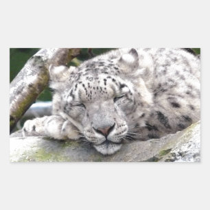 Snow Leopard - beautiful! Sticker