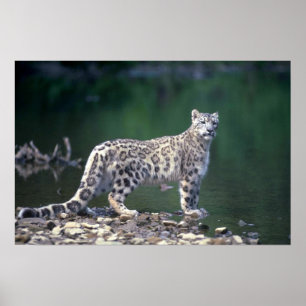 Snow Leopard beside river Poster