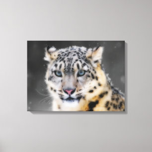 Snow Leopard Canvas Print